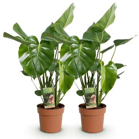 Monstera Deliciosa Fensterblatt Zimmerpflanze – 2 Pflanzen 17cm – Höhe ca.50–55cm – Pflegeleichte Tropenpflanze mit großen Blättern für Wohnzimmer & Büro
