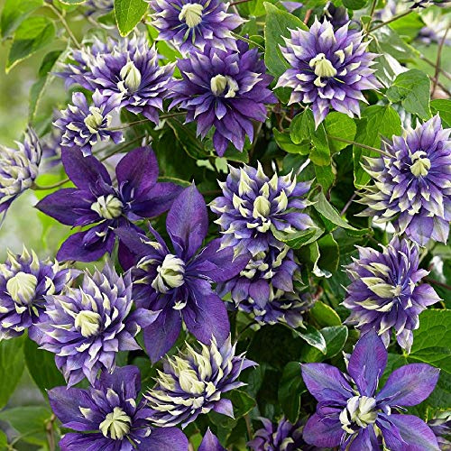 Taiga Clematis Vine - Double Purple Blooms - 2.5 Pot - Blooms Summer Thru Fall