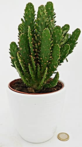 POWERS TO FLOWERS - FICO D'INDIA, OPUNTIA COMPATTA IN VASO CERAMICA BIANCO A RIGHE, pianta vera