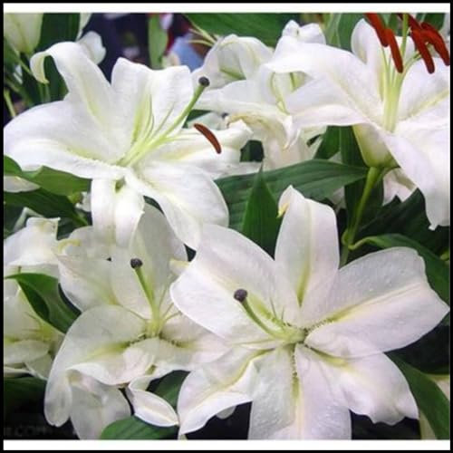 Giglio bulbi,piante erbacee perenni,Perfetto per le vacanze, profumato,da piantare in giardino,lilium candidum bulbi,giglio finto fiore(steli grandi,senza semi,non artificiali)-2bulbi-E