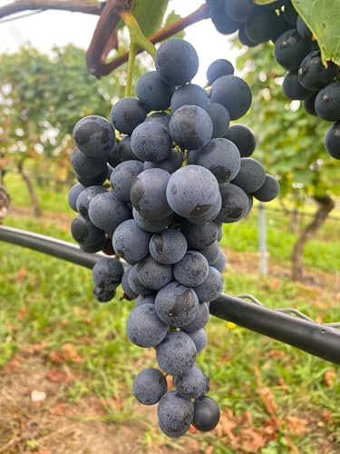 Tafeltraubenrebe 'Muscat Bleu' – Blaue Premiumsorte mit Muskataroma | Süß, robust & frosthart | Für Garten, Pergola & Terrasse | 3-jährige getopfte Weinrebe