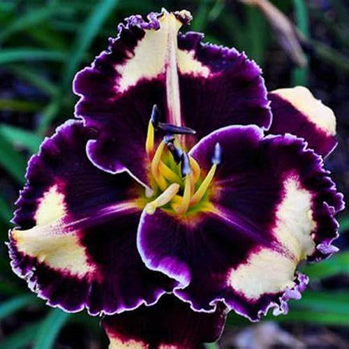 Taglilien Zwiebeln,Mix Mehrjährige Pflanze,Schnell-Wachsend,Winterhart Pflanze,Mysteriöse magische Glühbirne,Seltene farbenfrohe Blumen.-3Taglilien zwiebeln-B