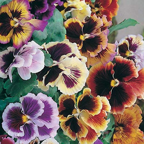 50 Pansy Masterpiece Rococo Mix Seeds - Ruffled Frilly Petaled Flowers - 50 Seeds