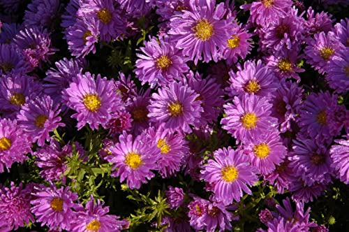 Aster dumosus 'Kassel' 9x9 cm Topf – Winterhart, Mehrjährig, Pflegeleicht – Kissen-Aster – Beetstaude für Garten & Rabatte