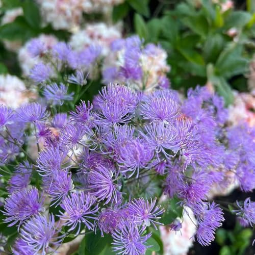 Semillas de Thalictrum aquilegifolium - jardín interior semillas de Thalictrum aquilegifolium balcón resistentes pradera silvestres perennes 40pcs