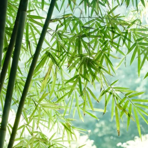 bambus, steingartenpflanzen winterhart hochbeet garten immergrüne seltene bamboo, bambuspflanze exotische 50samen