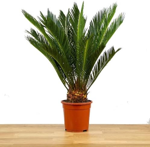 Cycas Revoluta Natural Palmera de Exterior que Puede Alcanzar un Gran Tamaño