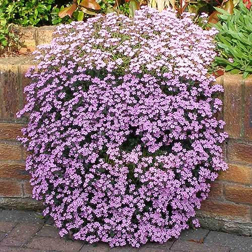 Welldales 50 Pink Creeping Soapwort Seeds UK Native Carpet Flower Ground Cover Rock Plant