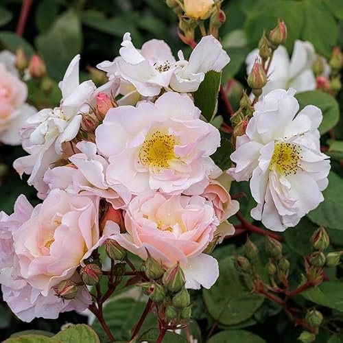 Plant Theory Penelope Hybrid Musk Rose Bush Semi Double Scented Creamy Pink Flowers 4L Pot