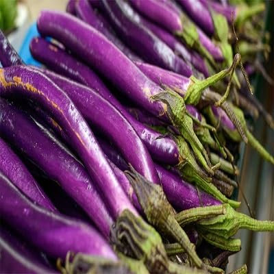 Semillas de berenjena frescas (50 unidades) para plantar en color morado.