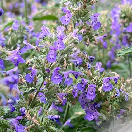 katzenminzesamen kaufen, outdoor indoor bio winterharte stauden 200pcs