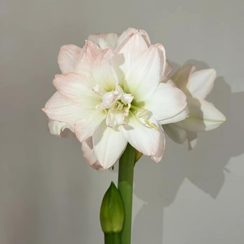 Amaryllis, exotische alte sorten zierblumen frühlingsblüher 5zwiebeln