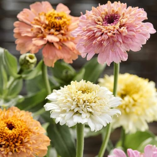 Zinnia elegans Cresto Peaches & Cream Samen – Pastell Zinnie Mischung Creme Rosé Pink – 50 Korn – Pflegeleichte Sommerblume bis 70cm – Ideal für Beet Balkon Garten