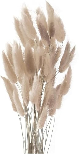 50PCS Pampasgras Trockenblumen, 45 cm Natürliche Lagurus Getrocknet Blumen Getrocknetes Schilfgras Getrocknetes Pampasgras für Hochzeit Hause Party Wedding Büro Fotografie Vase Deko (Grauer Kaffee)