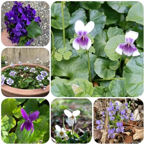 Semillas de violeta fragantes, semillas de silvestres viola odorata, decoración de jardín 300pcs