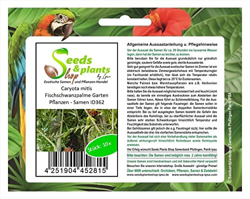 Stk - 10x Caryota mitis Fischschwanzpalme Garten Pflanzen - Samen ID362 - Seeds & Plants Shop by Ipsa