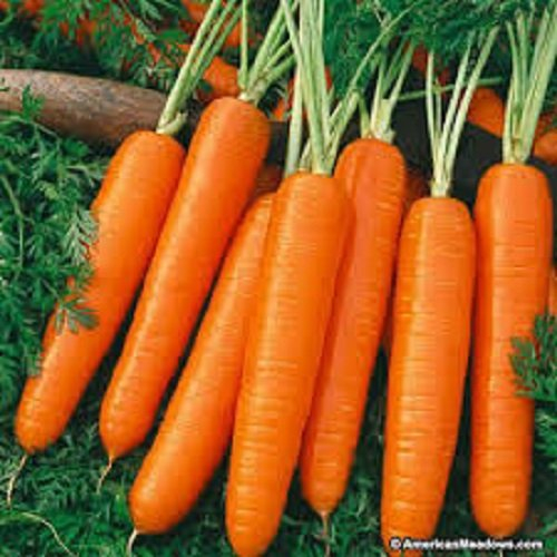 Carrot Early Nantes 900 Seeds Fresh Seeds Vegetables Veg Allotment