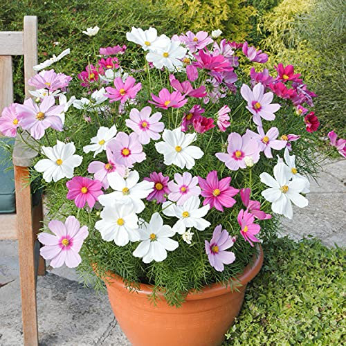 Welldales 50 UK Mixed Dwarf Cosmos Flower Seeds to Plant Grow in Pots Planters & Gardens