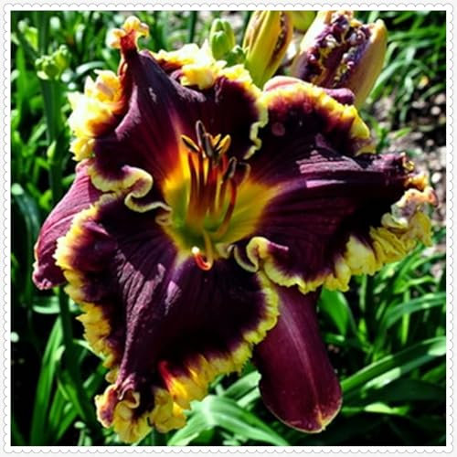 Wonderful Daylily Bulbs Mix for Planting Now UK/Cut Flowers/Good for Containers/Natural Organic/Strong Plants That Grow Well/Greening Flower/Wedding Flowers.-10bulbs-H