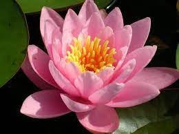 Ninfea 'AMERICAN STAR' – Pianta Acquatica Viva a Radice Nuda Fiore Rosa Intenso con Riflessi Arancio – Per Laghetti, Vasche e Stagni – Fioritura Prolungata – Coltivata in Italia