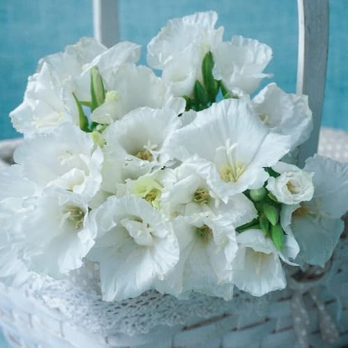 Semillas de azalea de verano, de interior semillas de silvestres invernaderos de balcón variedades antiguas 100pcs