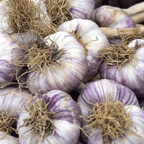 Buy4seeds 30 Cloves of Garlic Seeds/Bulbs for Planting/for Bulbs Early Purple Wight Easy for Grow Garden