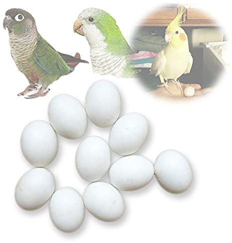 Solid Plastic Eggs - Parrot Bird Hatching Replacing Eggs for Guiding Birds to Stop Laying, 10 PCS (XL)