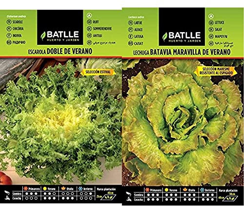 Escarola Doble Verano S. ESTIVAL & Lechuga Marv. Verano MARESME