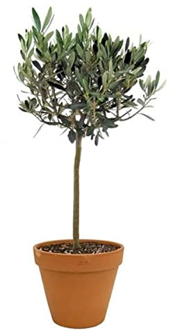 Olivo Árbol Natural | Maceta de Cerámica | DECOALIVE | Mide ± 50cm | Ideal para Decorar