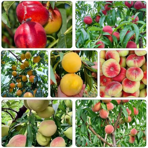pfirsichbaum kübelpflanzen winterhart mehrjährig balkonpflanzen winterhart biosaatgut säulenobstbäume winterharte stauden mehrjährig säulenobst gartenpflanzen obstbäume obstsamen 4samen