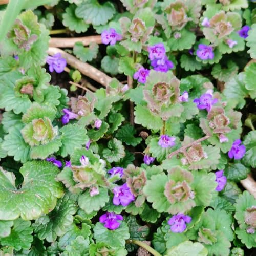 semi di edera terrestre per giardinieri: semi di copertura del terreno con decorazione selvatici rari 400semi