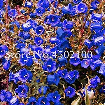 50 pz. Seltene Glockenblume, Campanula Chile Rosea Blumentöpfe Glockenblume Immergrüne Pflanze für Hausgarten-2018 Heiß: 11