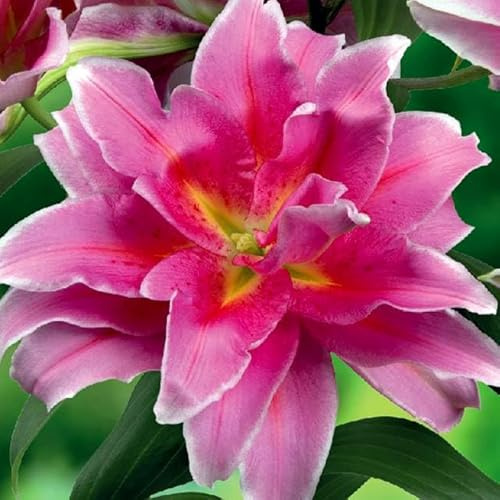 Lilienzwiebeln Roselilly Vollelilly Volle Lilium Zwiebeln Onion Knollen Winterhart mehrjährig duftenden Prachtblüten Hochgewachsene Schöne Lilie als Rose Vollblüte gefüllte (Roselily Celina)