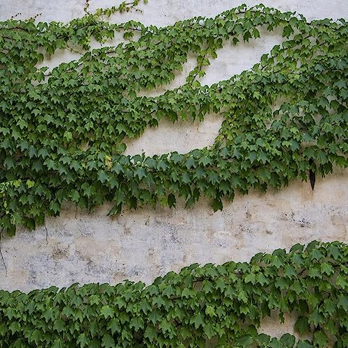 vite vergine - parthenocissus tricuspidata rampicante sempreverde e 40semi