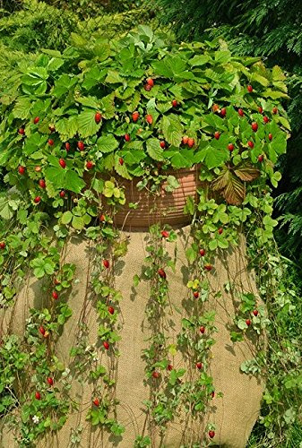 Wild Strawberry Attila Samen - Wald-Erdbeere