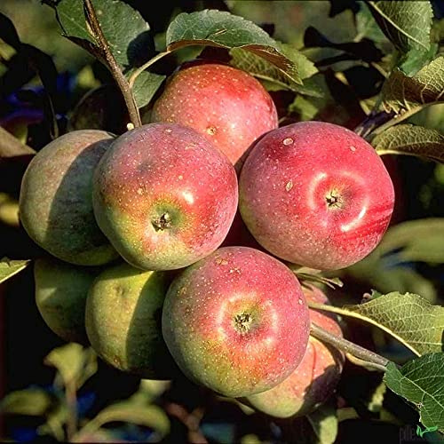 Apfelbaum Busch Form Florina 2-jährig kleinbleibend schorf-resistent malus domestica Florina
