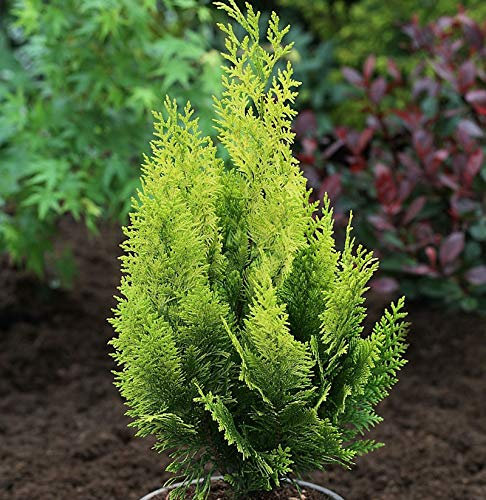 Scheinzypresse Gelbe Ivonne 60-80cm - Chamaecyparis lawsoniana - lebende Gartenpflanze aus den Baumschulen