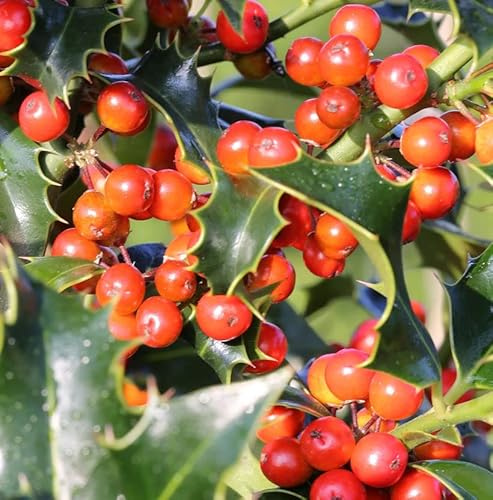 Dornige Stechpalme Ilex 80-100cm - ilex aquifolium - lebende Gartenpflanze aus den Baumschulen