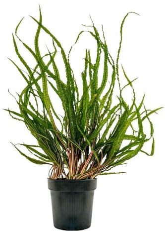 AquaOne Aquarium Pflanzen Mutterpflanze Cryptocoryne Balansae XL Robuste Aquariumpflanze für den Hintergrund Starterpflanze für Aquarium & Aquascaping