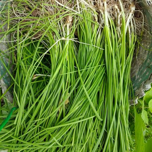 semillas de cebollino perenne cobertura del suelo cebollinos de invierno, aromáticas de balcón, interior 400pcs