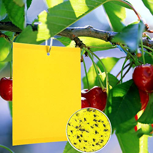 Panngu 20 Gelbtafeln Trauermücken Bekämpfen 20cmX15CM, Premium Gelbsticker Fliegenfalle, Gelbstecker Gegen Kirschfruchtfliege, Raupenleim, Nematoden, Blattläuse, Minierfliegen und weiße Fliegen