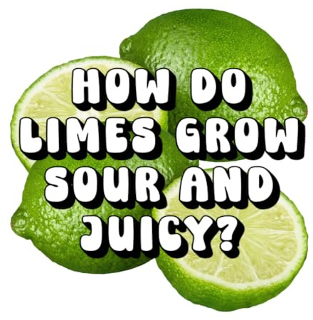 How Do Limes Grow Sour and Juicy?
