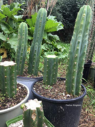 Portal Cool Las semillas del paquete: 20: semillas de cactus San Pedro (Trichocereus Pachanoi Cactus) Syn. Echnopsis Pachanoi