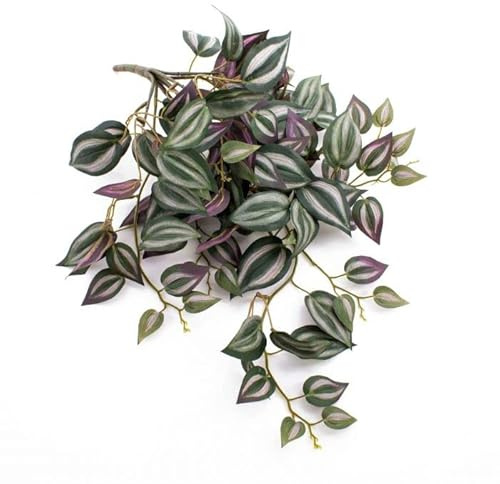 Tradescantia Zebrina Planta Natural de Ambientes Exteriores e Interiores