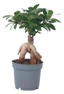 Plant in a Box - Ficus Ginseng - Bonsai Baum - Zimmerpflanzen - Topf 12cm - Höhe 30-40cm