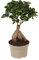 Plant in a Box - Bonsai Ficus Ginseng - Piante da appartamento - Vaso 12cm - Altezza 30-40cm