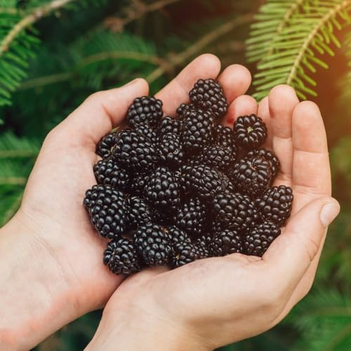 brombeeren - winterharte garten kübelpflanzen brombeere obstbaum steingartenpflanzen baumsamen gartendeko für draußen hecken sträucher deko wohnzimmer hochbeet bonsaibaum topfpflanzen 225samen