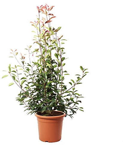 Kentis - Set di Photinia × Fraseri Red Robin - Piante da Siepe da Esterni Sempreverdi - H 150-175 cm Vaso Ø 30 cm
