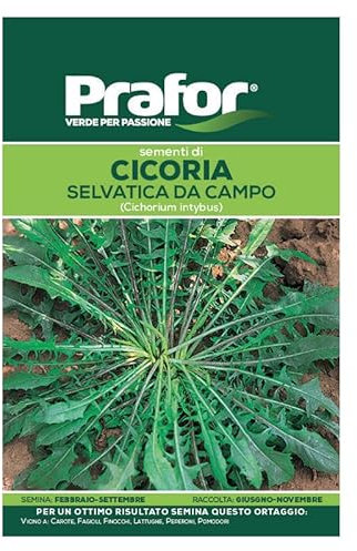 Hortus Semi prafor cicoria Selvatica da Campo BTS