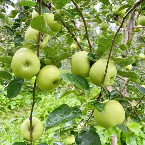 Semi di melo, Malus pumila, regali insoliti semi da giardino fresca esotici resistenti per contenitori melo resistente da giardino 500pcs